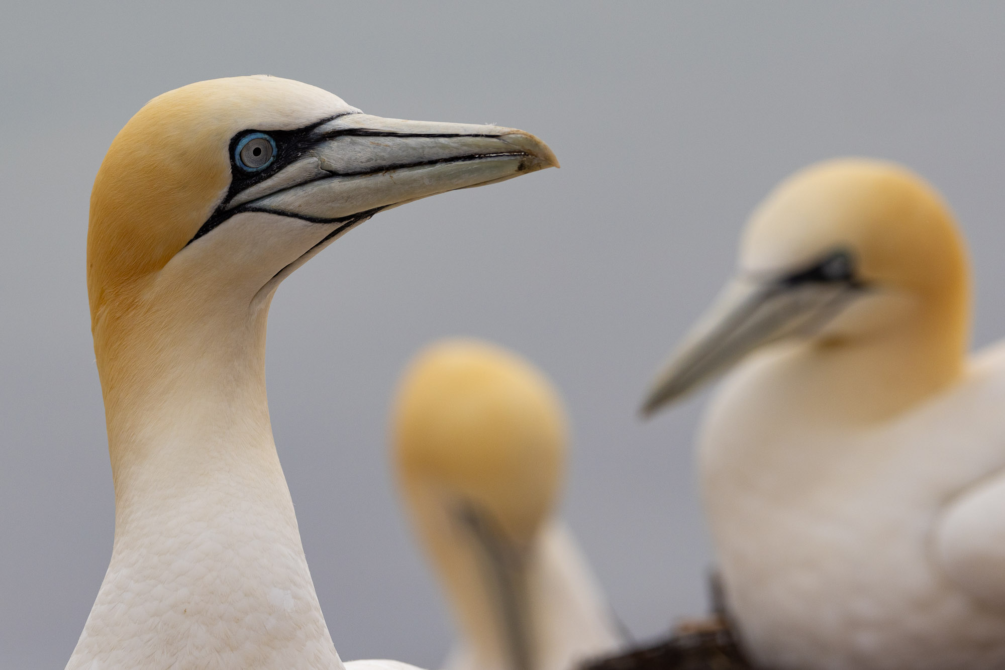 Heligoland (Helgoland)
