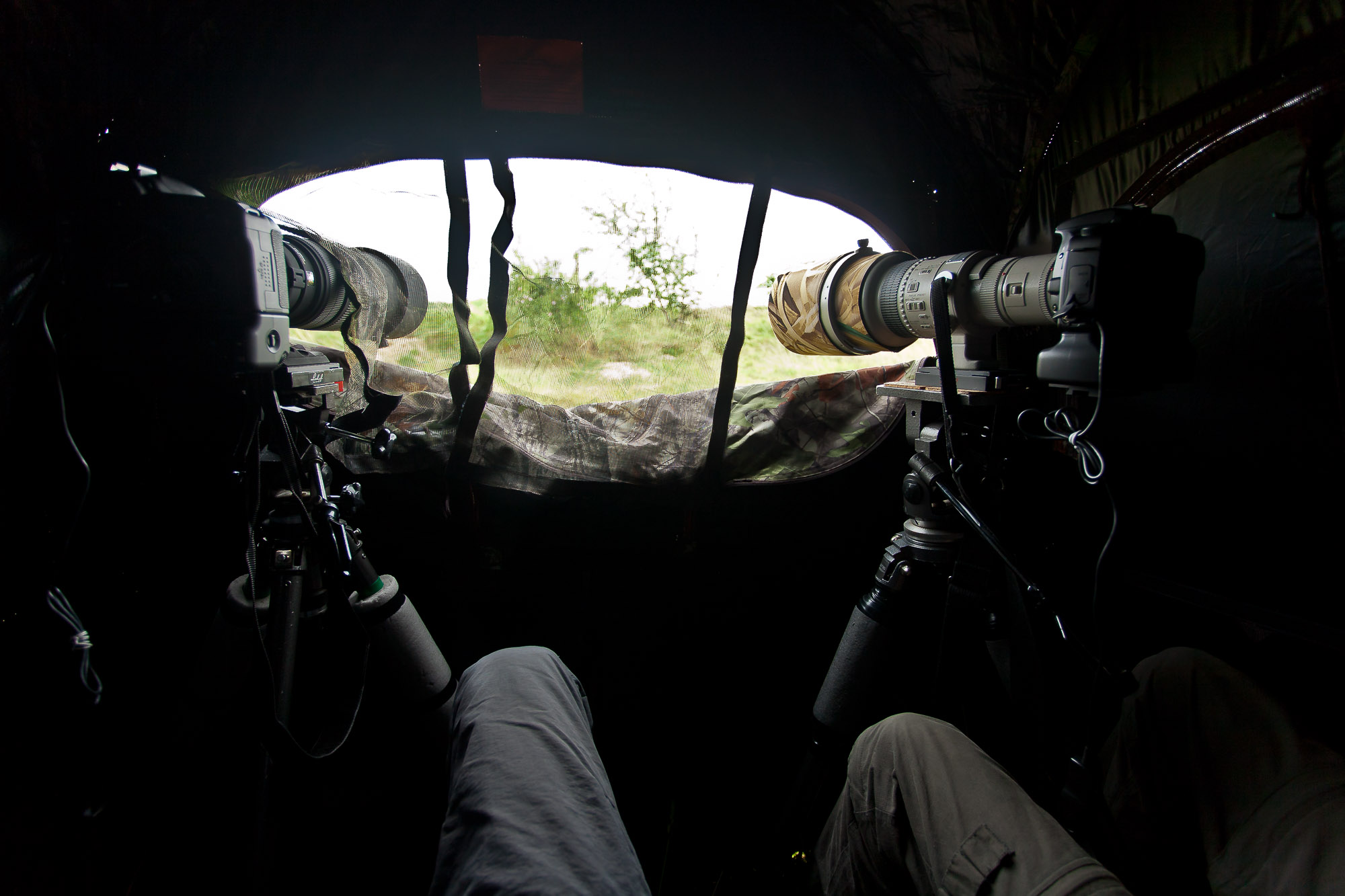 Making of: The Bee-eater